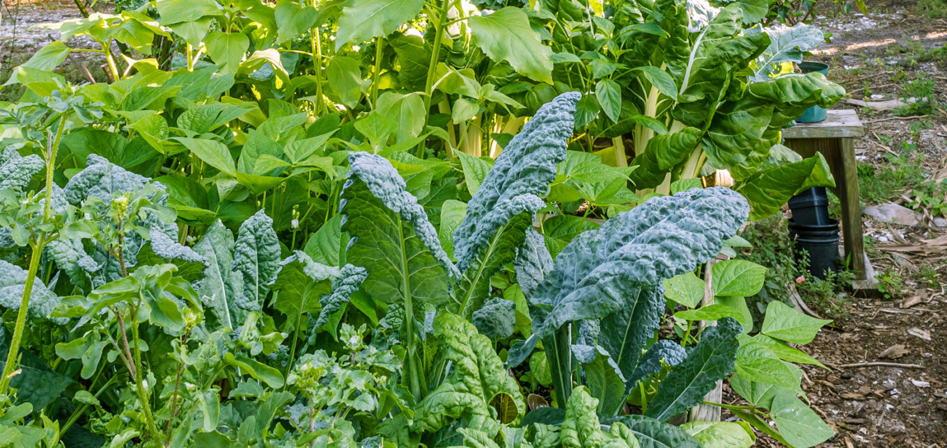 Tips for Vegetable Plants That Grow in Shade – Mother Earth News - Vimarsana News